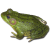 Frog icon.5