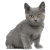 Kitten icon