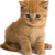 Kitten icon.2
