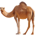 Camel icon.2