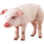 Pig icon