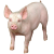 Pig icon.2