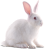 Rabbit icon.30