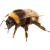 Bee icon.5