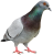 Pigeon-Bird icon