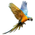 Parrot-Bird icon.6