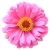 Flower icon.47 by RedqueenAllison