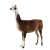 llama 2