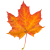 Autumn Leaf icon.4