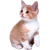 Kitten icon.5