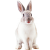 Rabbit icon.33
