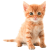 Kitten icon.10