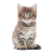 Kitten icon.12