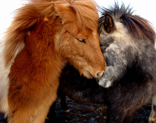 Blizzard Ponies, Iceland