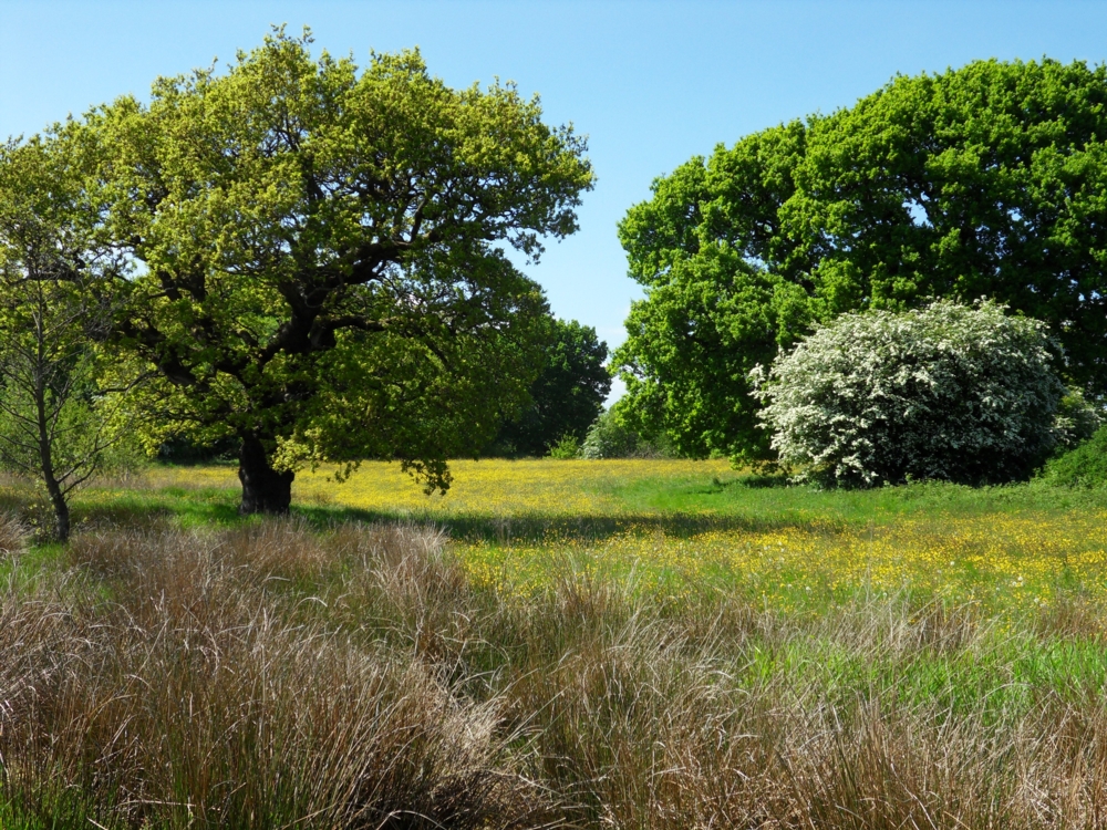 Brockholes Walk