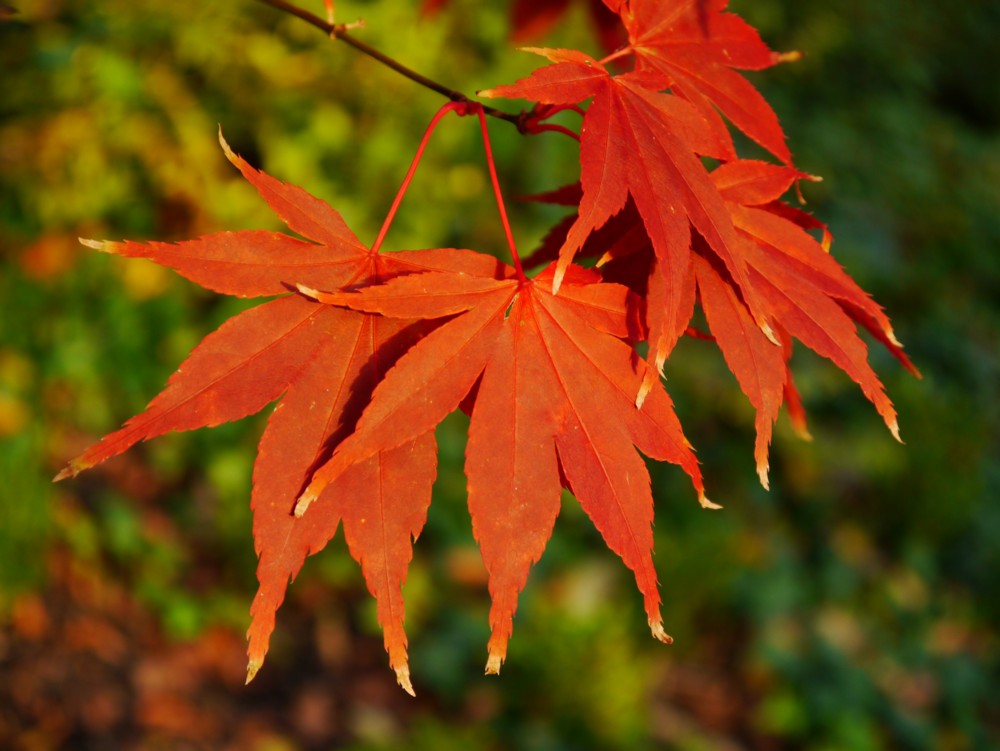 Autumn Acer