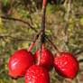 Rosehips