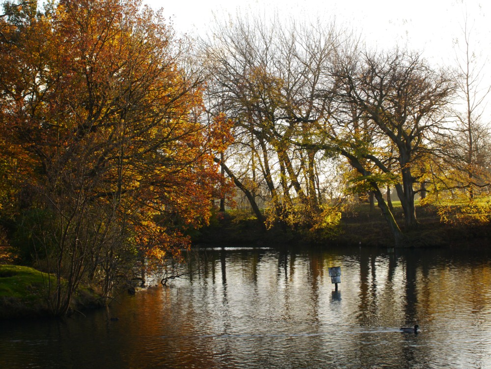 Autumn Pond