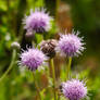 Thistles