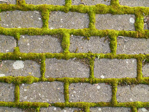 Mossy Bricks