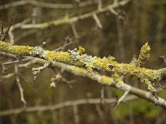 Lichen