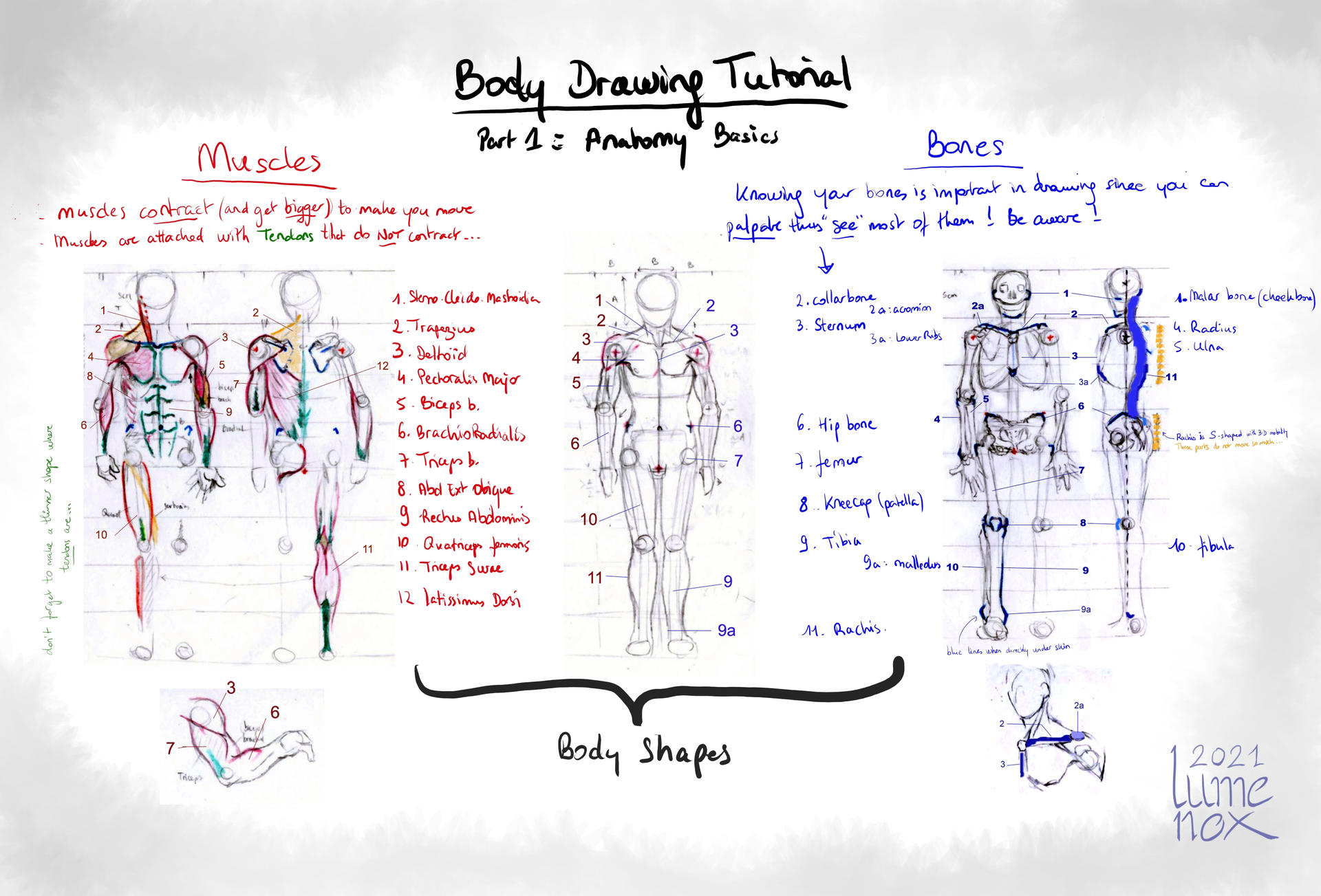 Body Tutorial part 1: Anatomy bases by Lumenox on DeviantArt