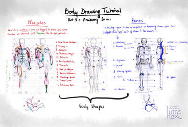 Body Tutorial part 1: Anatomy bases