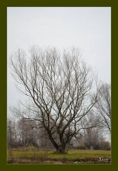 Tree on sacred grounds