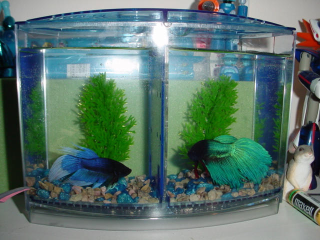 Flaring Betta's by ShimmerWing on DeviantArt