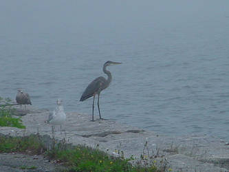 Heron and Two Gulls