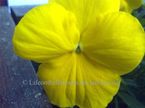 Yellow pansy on the flat earth