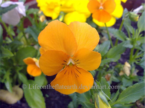 Orange pansy on the flat earth