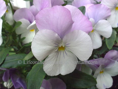 White pansy on the flat earth