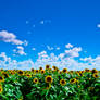 Sunflower fields