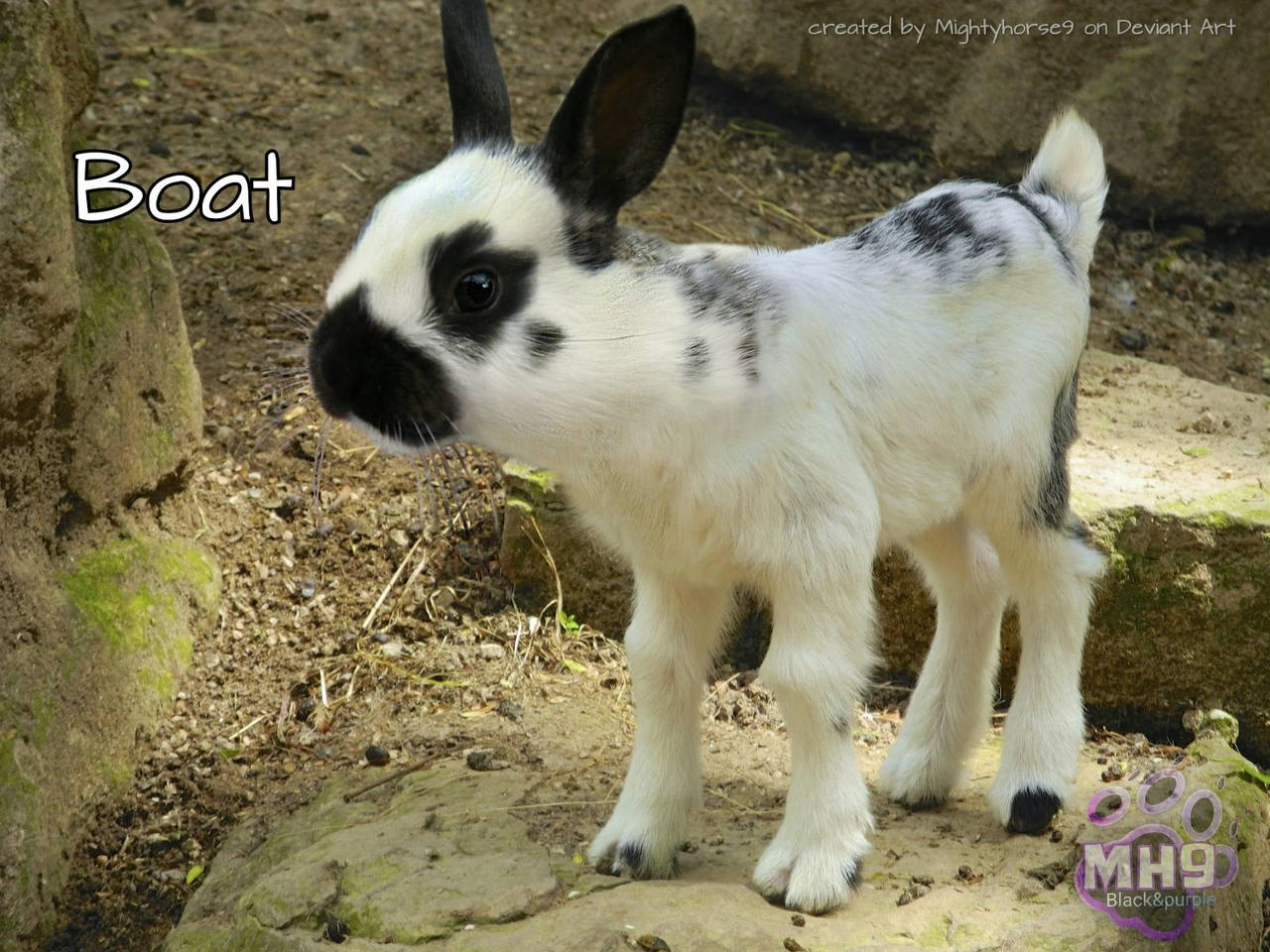 Boat (Rabbit goat animal hybrid) by MightyCosmicNights on DeviantArt