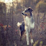 Autumn shot of my Australian shepherd