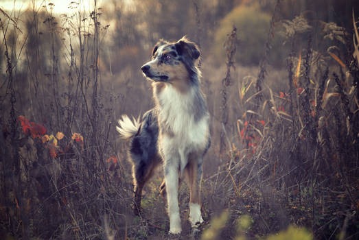 Autumn shot of my Australian shepherd