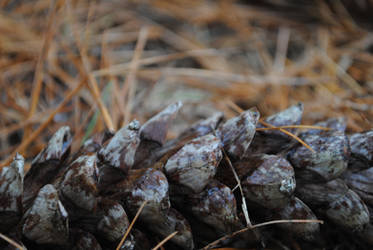 Pinecone