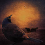 Blackbird's Lonely Lament by nine9nine9