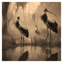 African Storks In A Foggy Mist II, Sepia