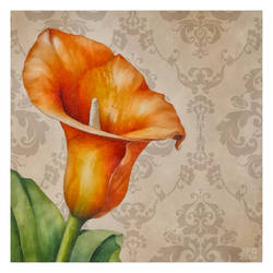 Orange Calla Lily Wallpaper