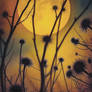 Smoldering Moonlight