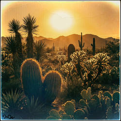 Underdeveloped, Overexposed Desert Landscape