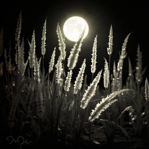 Moonlit Grass Swaying At Night