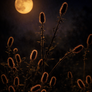 Thistles Dancing In The Moonlight