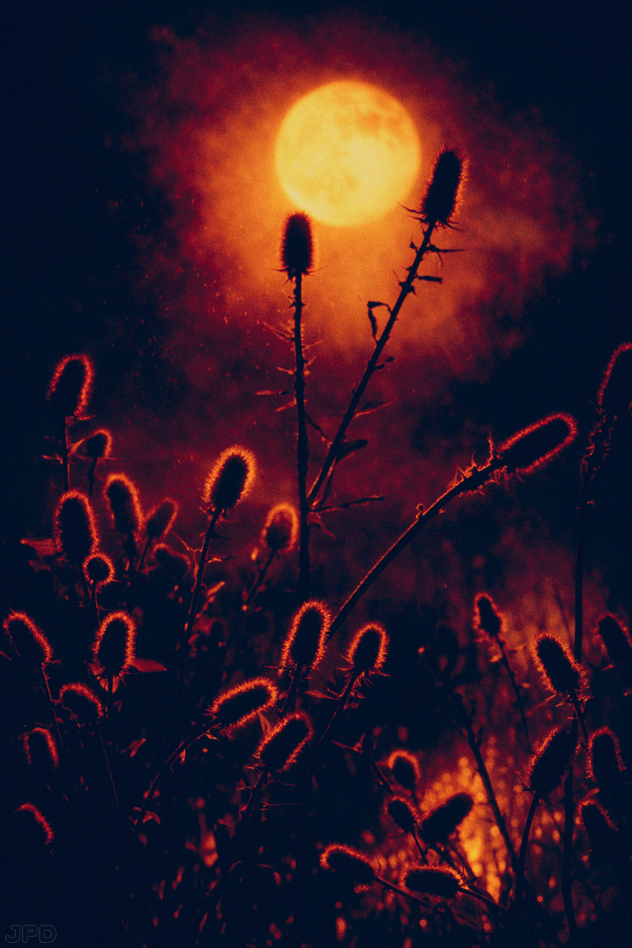 Cibachrome Summer