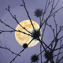 Silhouetted Thorny Branches Under A Full Moon IV