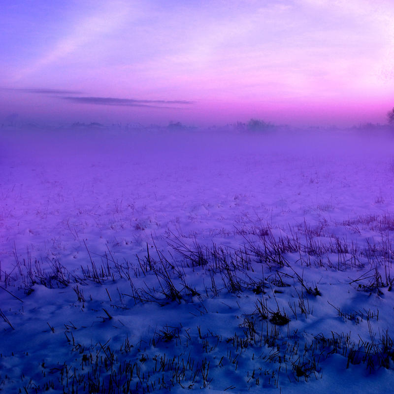 Field filled with fog