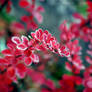 Barberry