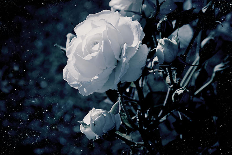 Moonflower by iilva